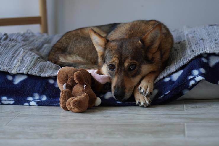 Il cane e la febbre alta
