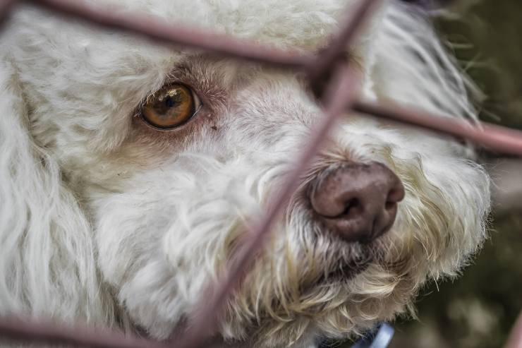Cosa fa Fido quando lo punisci