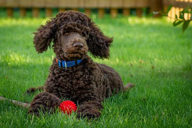 Il cane gioca nella natura