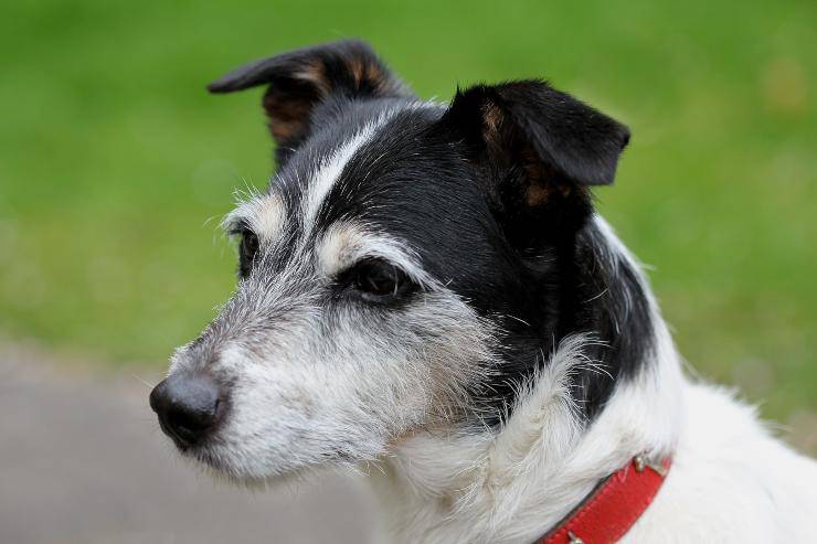 Il cane aspetta il suo umano