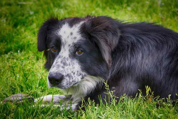 Fido viene punito dal proprietario