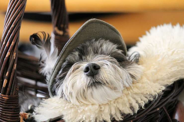 Il sonno migliore per fido