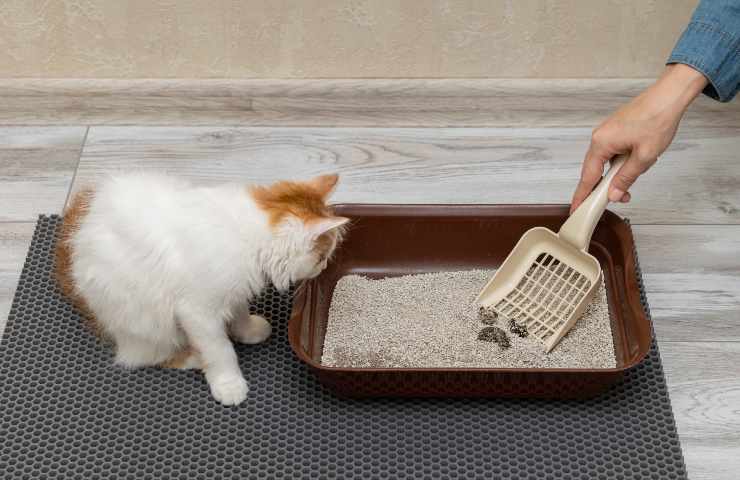 Feci del gatto