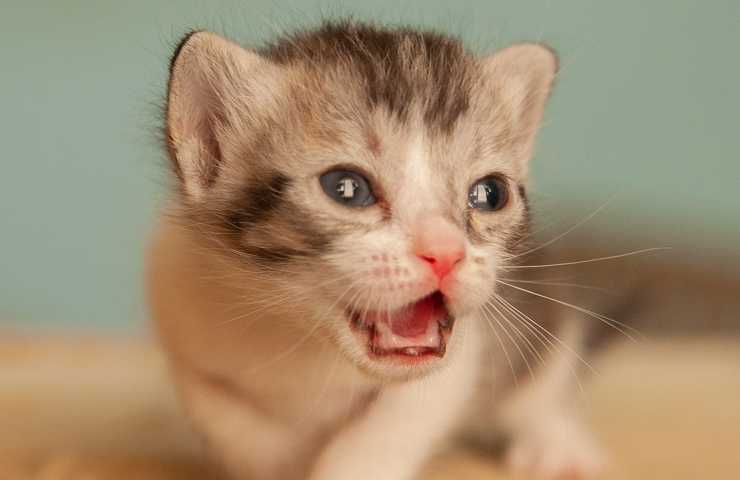 Gattino miagola