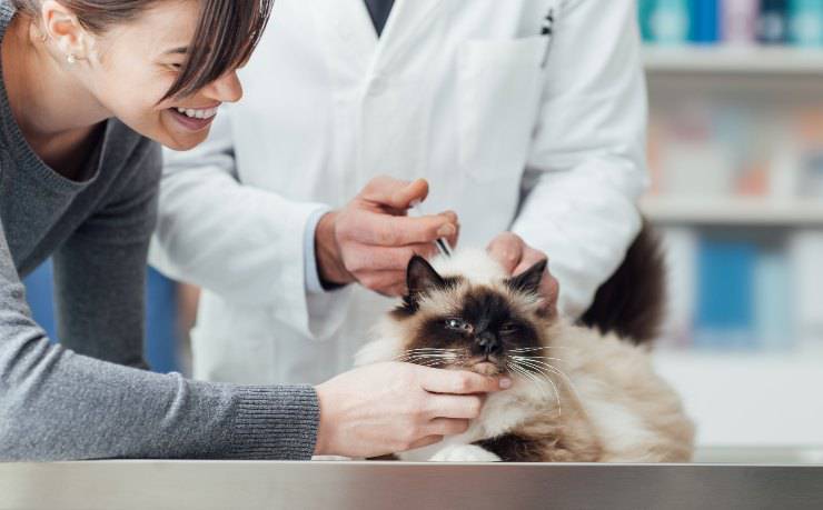 gatto dal veterinario