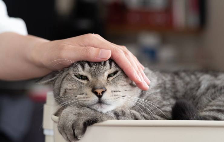 carezze al gatto