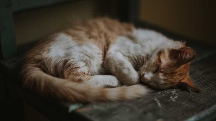 gatto sta al sicuro