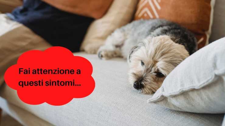 il cane ha mal di gola