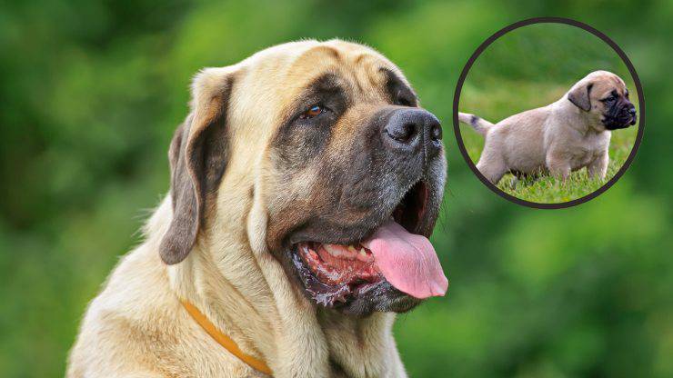 mastiff
