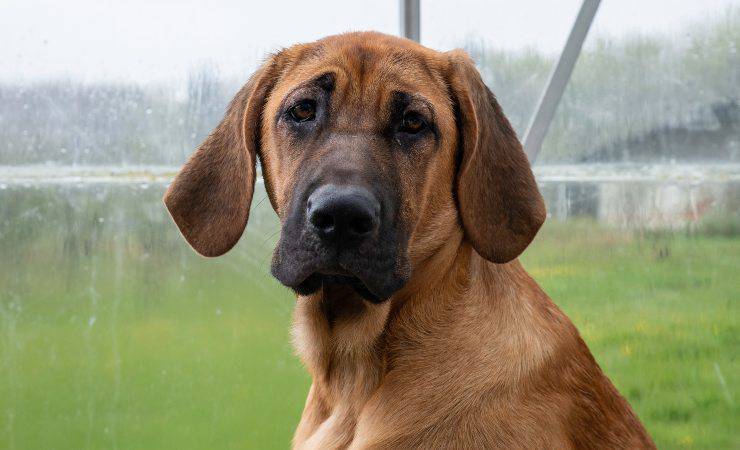 mastiff