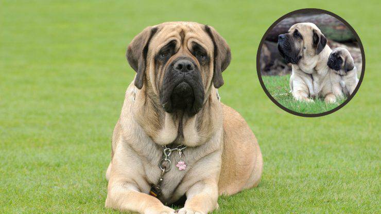 mastiff