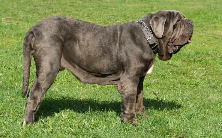 mastino napoletano