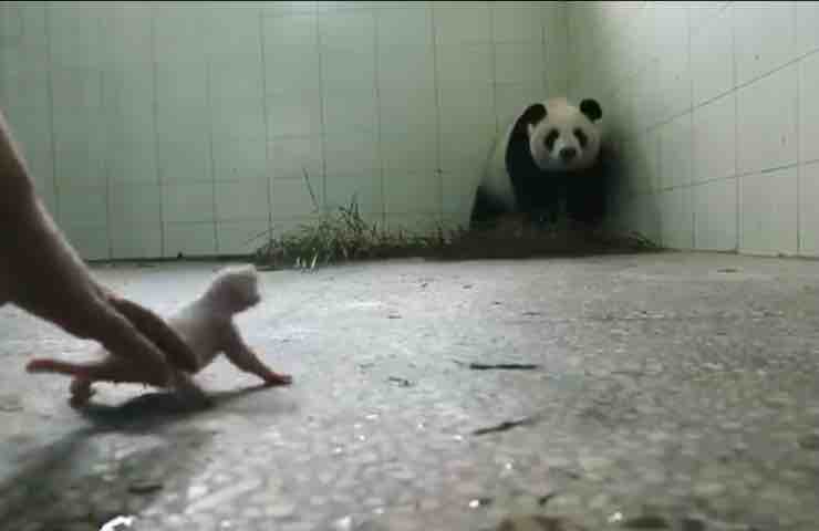 Mamma zoo