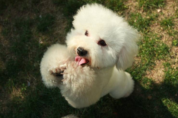 I cagnolini affettuosi