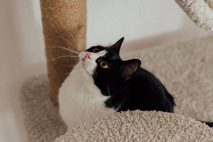 Felino guarda il soffitto