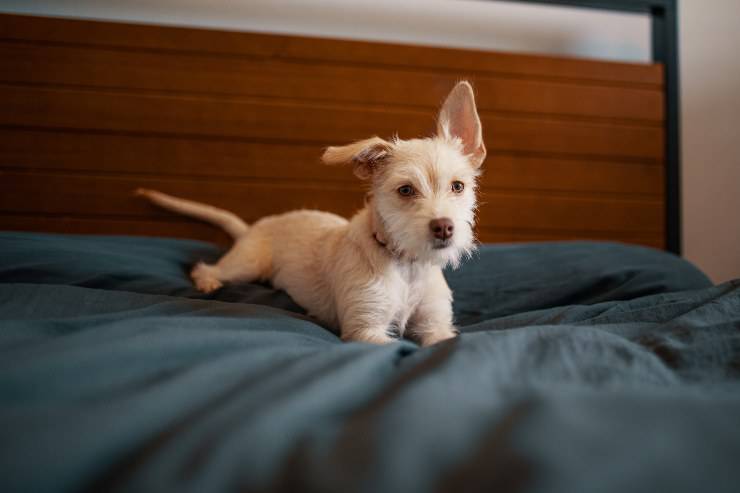 La cura per il cane