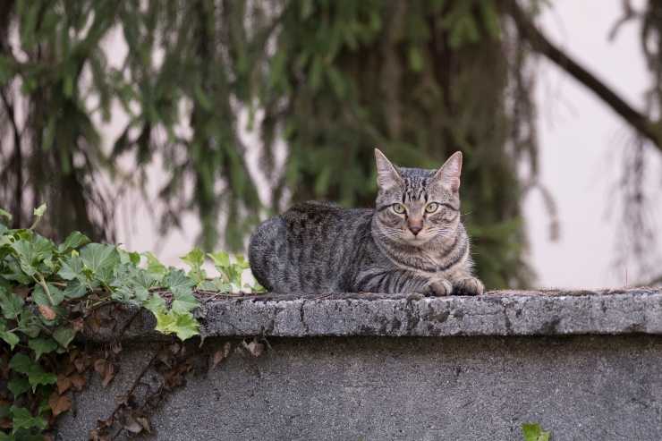 Felino osserva dall'alto