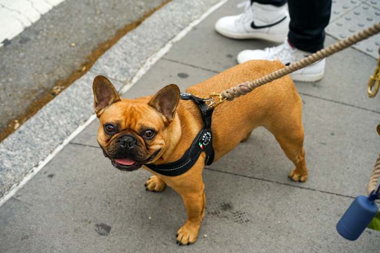 Il guinzaglio giusto per il cane
