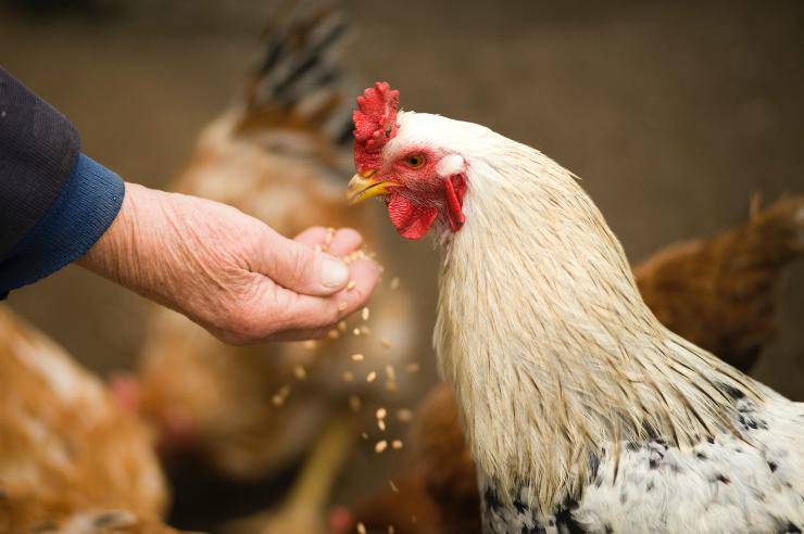 Curare le proprie galline