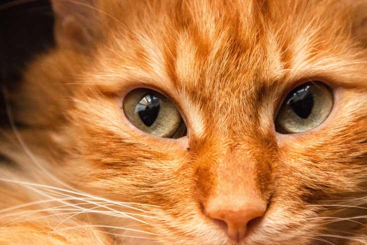 Lo sguardo del gatto