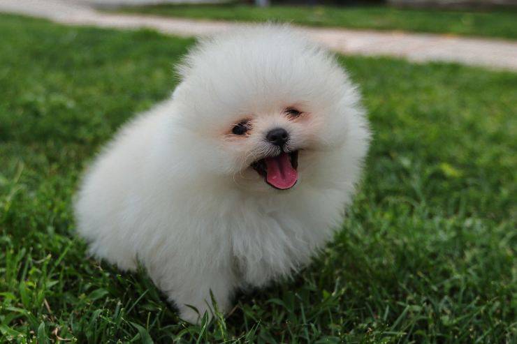 Cane felice
