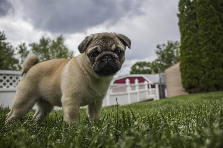 Razze di cani per persone molto occupate