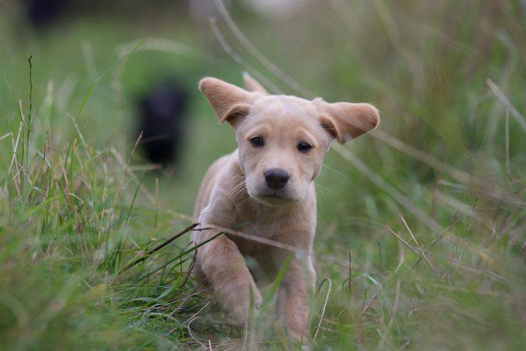 Cucciolo corre in libertà