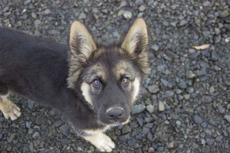 Razze di cagnolini affettuose