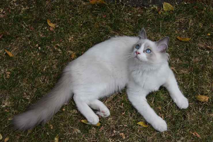 Gatto fermo nella natura