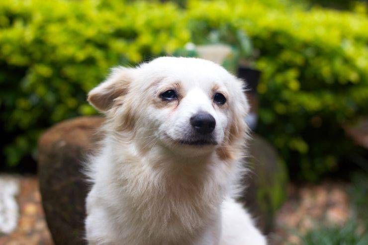 Fido all'aria aperta
