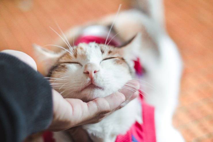 L'amore di micio per il padrone