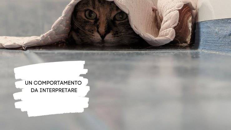 Il gatto si nasconde in bagno Il gatto si nasconde in bagno