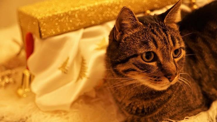 idde regalo gatto