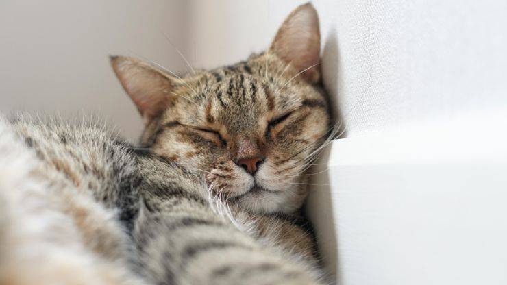Cos'è l'allerta nel sonno