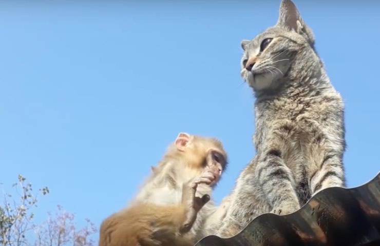 amicizia gattino esemplare esotico