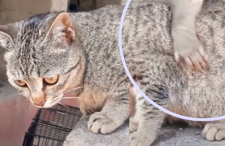 amicizia gattino esemplare esotico