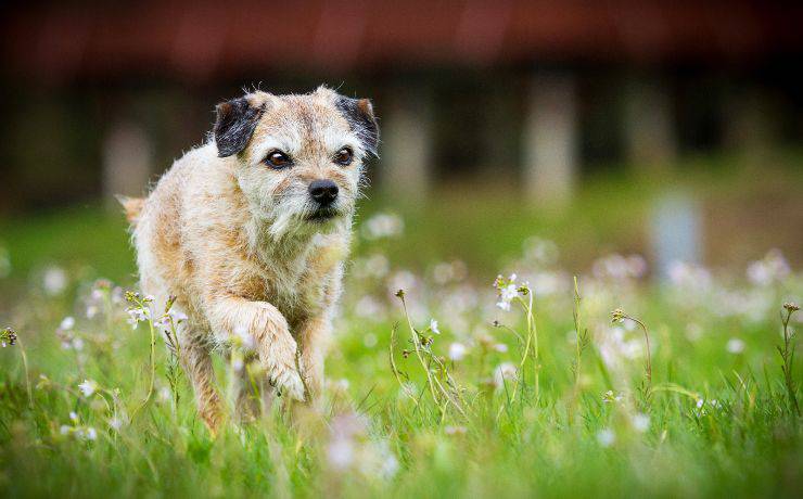 Border Terrier