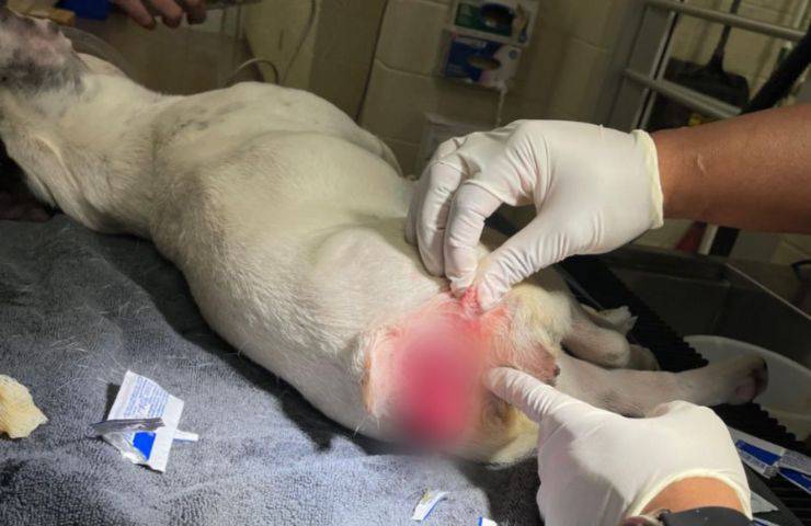 ferito gelo cagnolino abbandonato