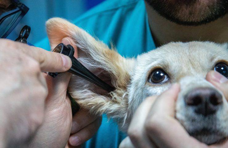 spese mediche gratis animali