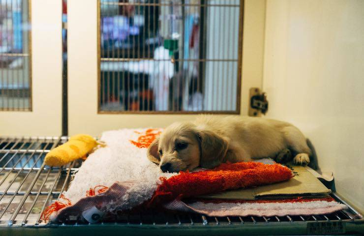 cani gatti vendita divieto