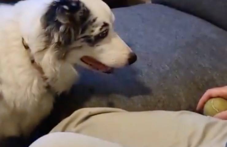 nonno addormenta palla cagnolino