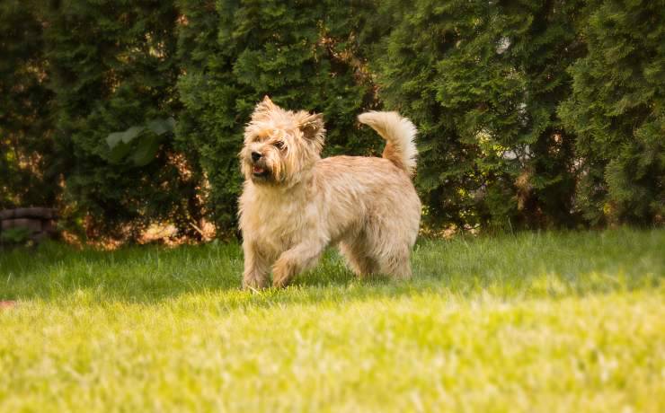 cairn terrier