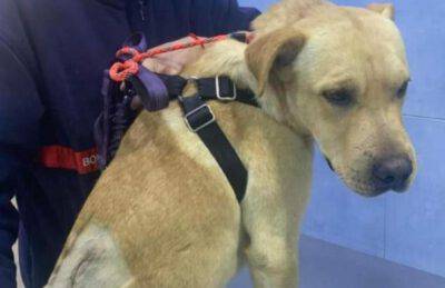 cicatrice schiena scomparso cane