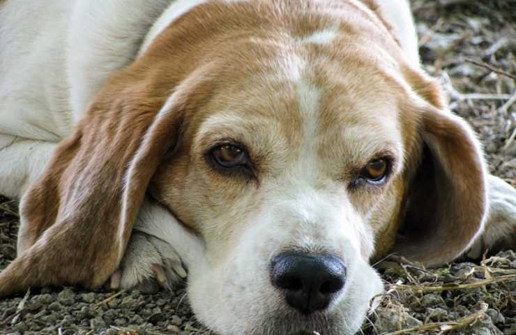 Cane anziano