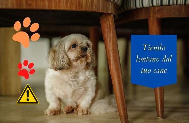 Non dare questo al cane