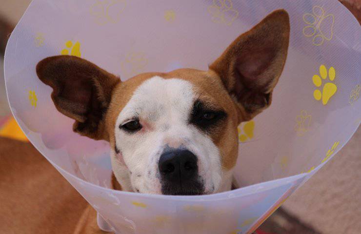 aiuto economico per cane