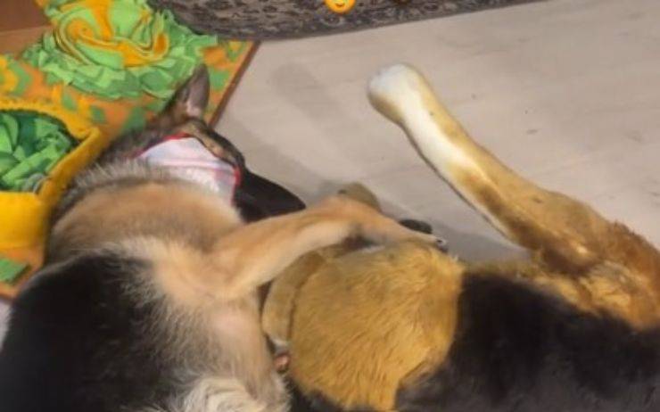 cane riceve peluche uguale a lui