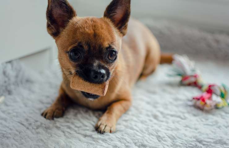 Cane con tappo di sughero in bocca