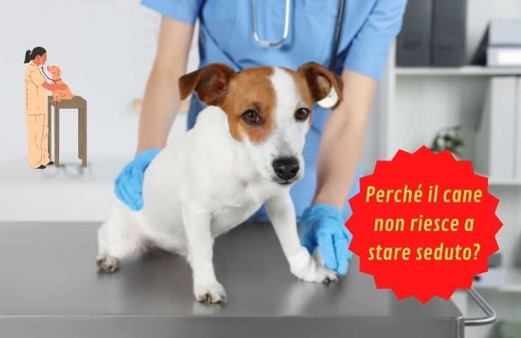 Fido non può sedersi