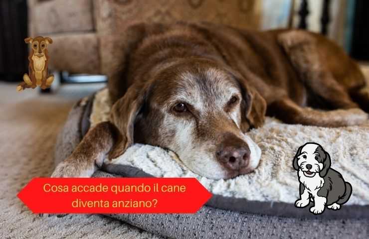 Cane avanti con l'età
